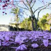 Florada dos Ipês Roxos - UnB